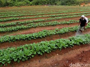 Ditargetkan Bakal Ada 2,5 Juta Orang, Ini Untungnya RI Punya Petani Milenial
