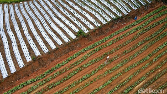 Raup Rp 50 Jutaan Sekali Panen, Pria Milenial Ini Pilih Jadi Petani

Ahmad Sahid, pria milenial ini lebih memilih menjadi petani di daerahnya Dusun Sebindang, Kecamatan Badau, Kalimantan Barat. Sekali panen, Sahid bisa meraup Rp 50 juta.