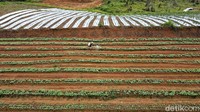Untuk menggarap lahan itu, Sahid dibantu beberapa orang temannya. Ia juga mendapatkan pinjaman satu unit traktor roda empat dari Kodim setempat.