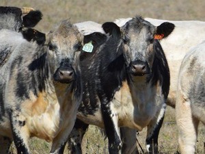 Saat Ini Harga Daging di Australia Jadi yang Termahal di Dunia. Ini Alasannya