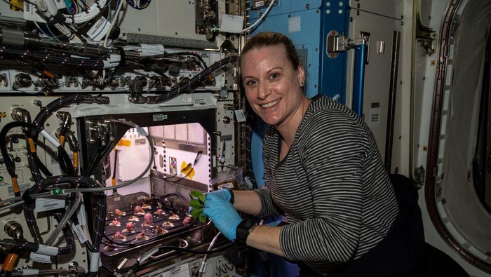 Astronaut NASA Kate Rubins panen lobak di luar angkasa