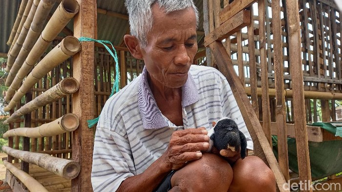 Domba bermata satu gegerkan karawang