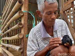 Pemilik Domba Mata Satu di Karawang: Tak Akan Saya Jual!