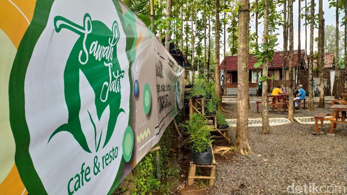 Ngopi Cantik di Kebun Jati di Ciamis Ini Sedang Hits Ngopi Cantik di Kebun Jati di Ciamis Ini Sedang Hits
