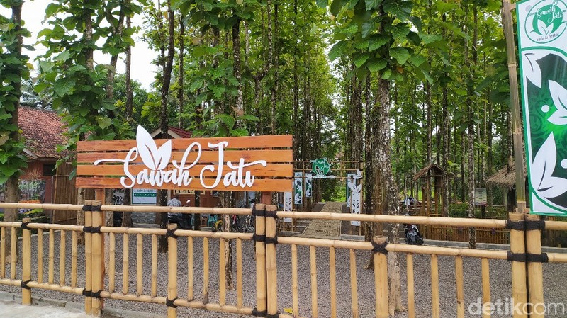 Ngopi Cantik di Kebun Jati di Ciamis Ini Sedang Hits