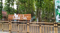 Salah satu kebun jati di Kabupaten Ciamis, Jawa Barat, tiba-tiba jadi viral. Kebun ini diubah menjadi kafe hits yang populer. Foto: detikFood/Dadang Hermansyah