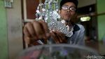 Sugu Tinggi Khas Dayak Iban Laris Manis di Pasar Malaysia