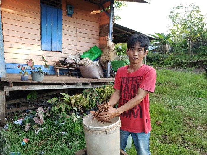 Petani Kratom