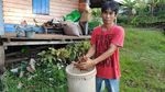 Potret Tanaman Kratom Masuk Narkotika yang Diekspor Kalbar ke Belanda