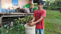 Kratom hingga kini masih menjadi penggerak ekonomi masyarakat Kapuas Hulu, Kalimantan Barat. Foto: Rachman/detikcom