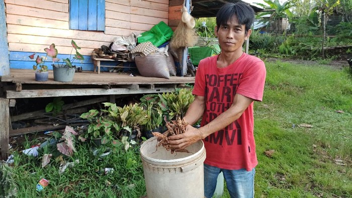 Petani Kratom