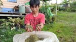 Potret Tanaman Kratom Masuk Narkotika yang Diekspor Kalbar ke Belanda