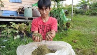 Di tengah kontroversi kratom masuk kategori narkotika, Dinas Perindustrian dan Perdagangan (Disperindag) Kalbar mengekspor kratom langsung dari Kota Pontianak menuju Belanda. Foto: Yudistira Imandiar
