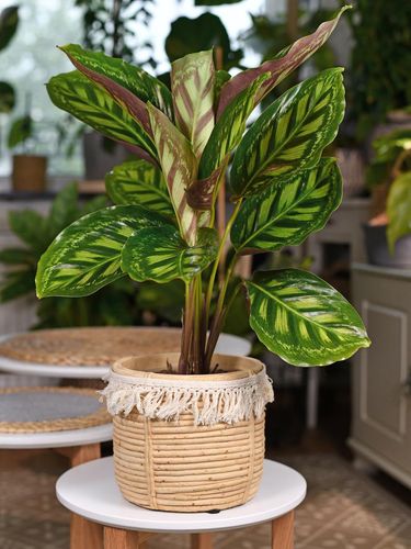  Harga  5 Jenis  Calathea  Tanaman Hias yang Hitz Saat Pandemi