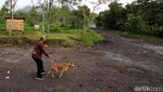 Daya Pikat Merapi dan Anjing Kesayangan