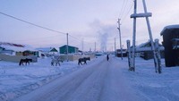 Temperatur yang minus hingga puluhan derajat di Desa Verkhoyansk cukup membuat tinta pena membeku sebelum dapat dipakai, bingkai kacamata berbahan logam pun sangat tidak dianjurkan untuk dipakai karena berbahaya. Selain itu, baterai pun hanya dapat bertahan beberapa menit saja akibat suhu yang begitu dingin. Warga setempat juga tidak mematikan kendaraan sepanjang hari karena mereka khawatir bila dimatikan mesin tidak bisa dihidupkan lagi dan harus menunggu hingga musim semi tiba untuk menghidupkan kendaraan. Istimewa/Dok. Brice Portolano via BBC Indonesia