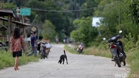 Memang cukup masuk akal penjelasan Bang Jeger. Kapuas Hulu merupakan kabupaten paling timur di Provinsi Kalimantan Barat. Kota Putussibau juga cukup jauh dari mana-mana.