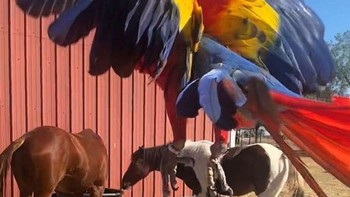 Seperti burung raksasa menerkam kuda, padahal hanya lebih dekat ke lensa kamera (Foto: Reddit)