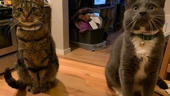 Ini bukan kucing raksasa duduk di lantai. Ini dua kucing normal di atas meja makan (Foto: Reddit)