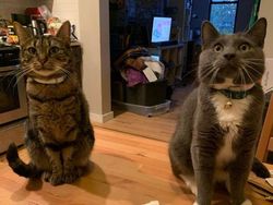 Foto Tipuan Mata, Mesti Dilihat Dua Kali