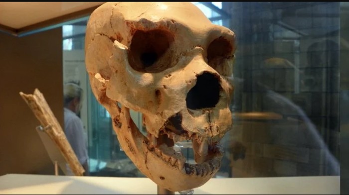 Cranium 5 of H. heidelbergensis from Sima de los Huesos. (AnemoneProjectors/Flickr/CC BY-SA 2.0)