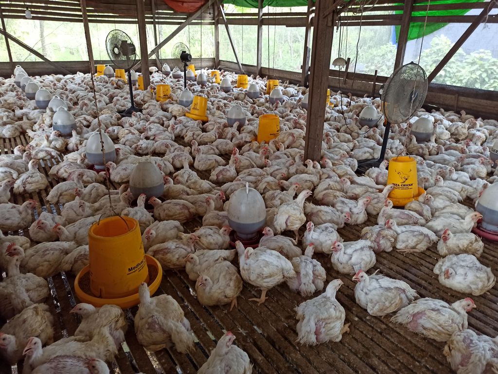 Peternak ayam