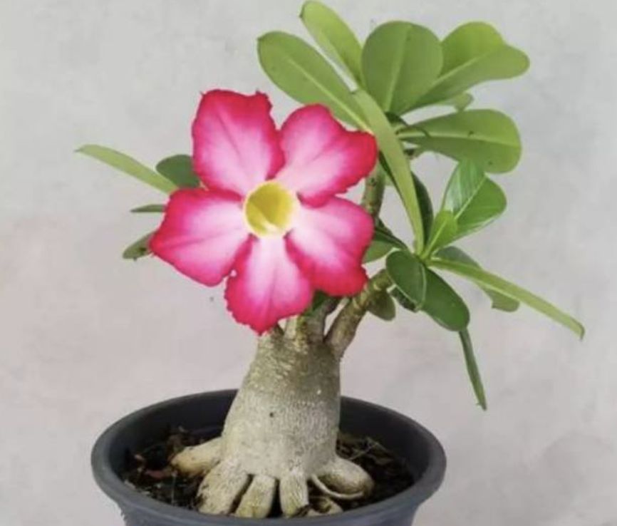 Tanaman hias Kamboja Adenium. (Dok: Istimewa) Tanaman hias Kamboja Adenium. (Dok: Istimewa)
