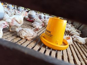 Doa Sembelih Ayam: Arab, Latin dan Artinya