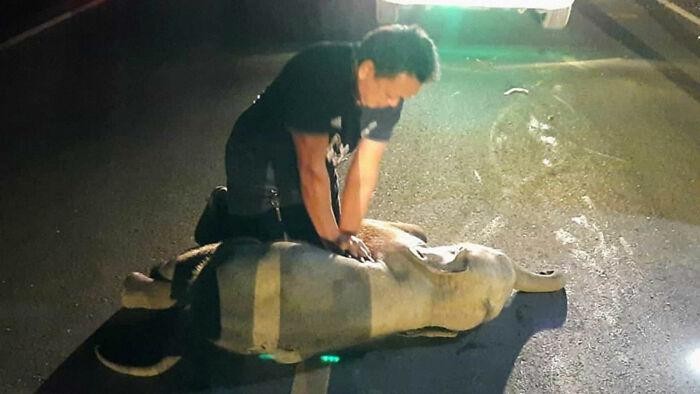 Seekor anak gajah berhasil selamat dari kecelakaan maut (tabrakan dengan sepeda motor) setelah seorang petugas penyelamat memberikannya CPR.