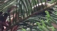 Tim juga menemukan ular yang terpencar dan berada di atas pohon yang masih berada dalam lingkungan rumah.
