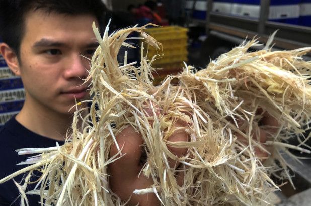 Keren! Bulu Ayam Diolah Jadi Makanan Berprotein di Thailand