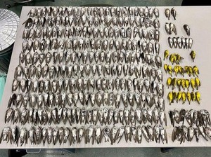Misteri Kematian Massal Ratusan Ribu Burung Terkuak
