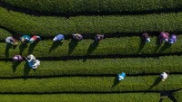 Shizuoka secara internasional dikenal sebagai salah satu tempat terbaik untuk teh hijau Jepang asli, menghasilkan 45% dari keseluruhan produksi teh Jepang.  
