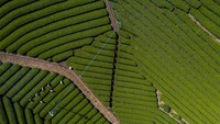 Hamparan hijaunya daun teh berjajar dengan rapih dan memanjakan mata.  