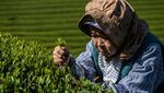Terbius Pesona Kebun Teh Moriuchi di Jepang