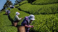 Para pekerja di kebun teh juga tampak memetik daun teh untuk proses produksi.  
