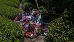 Terbius Pesona Kebun Teh Moriuchi di Jepang