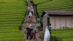 Terbius Pesona Kebun Teh Moriuchi di Jepang