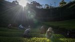 Terbius Pesona Kebun Teh Moriuchi di Jepang