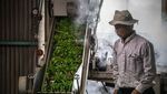 Terbius Pesona Kebun Teh Moriuchi di Jepang