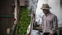 Yoshio Moriuchi memasukkan daun teh yang baru dipetik ke dalam mesin yang akan memprosesnya untuk dikonsumsi.