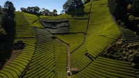 Terletak di antara Desa Uchimaki dan Miwa di cekungan Sungai Abe yang mengalir utara-selatan di Kota Shizuoka, Perkebunan Teh Moriuchi telah ada sejak zaman Edo di Jepang.  