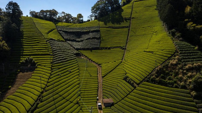 SHIZUOKA, JAPAN - APRIL 18:  Women pick leaves at the Moriuchi Tea Farm on April 18, 2019 in Shizuoka, Japan. Japan produces approximately 100,000 tons of green tea per year. From April to May, tea farmers on Moriuchi Tea Farm handpick Shincha (the first tea of the year) which is usually considered the highest of quality and most sought after. Shizuoka is internationally known as one of the best places for genuine Japanese green tea, producing 45% of Japan's overall tea production. The farm has been in the Moriuchi family for nine generations and exports its tea to destinations including the United Kingdom. (Photo by Carl Court/Getty Images)