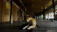 Panjang rumah betang Semangkok ini berukuran panjang 60 meter, lebar 14 meter, tinggi 7 meter dan mempunyai 15 bilik yang dihuni oleh masyarakat dayak Taman.