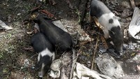 Dahulu mereka ditakuti karena kehandalannya berburu di hutan. Suku Dayak saat ini hidup makmur dengan bertani, menghasilkan produk hutan, menenun, atau mengukir kayu.