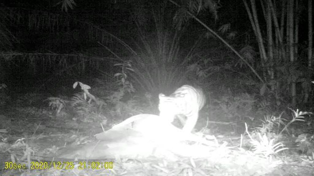 Geger Teror Harimau di Sumut Pemangsa Ternak