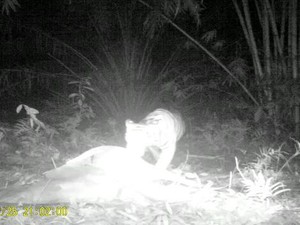 Gawat Harimau Pemangsa Ternak Kembali Teror Langkat