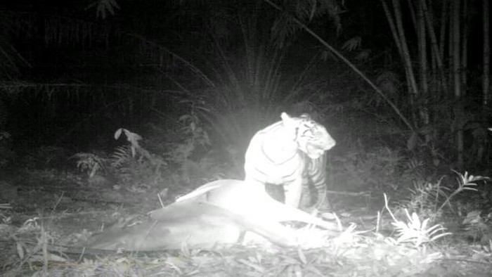 Screenshot video kemunculan harimau di Langkat (Dok. BKSDA)