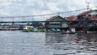 Menariknya lagi, terdapat lebih 700 spesies ikan tawar hidup di Sungai Kapuas. Ada 12 jenis ikan langka dan 40 jenis ikan yang terancam punah berenang di sungai ini.(Wahyu Setyo Widodo/detikTravel)