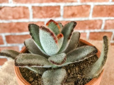 Tanaman hias sukulen panda.